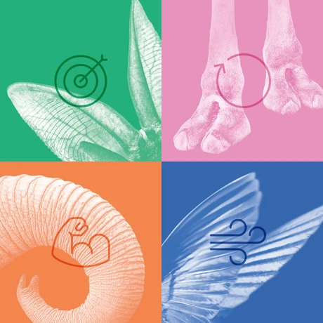 ECO 2025 cover picture with snippets from animals